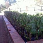 Boxwoods pruned from 6 ft to 2 ft 